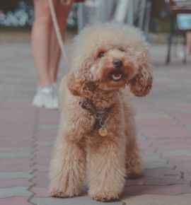 Pets Fest 2025: юбилейный фестиваль для всех, кто любит своих пушистых и пернатых друзей!